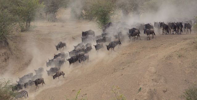 Family Safari Across Uganda, Kenya & Tanzania to Seychelles